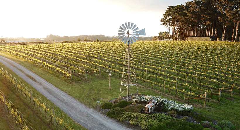 Ten Minutes by Tractor Vineyard 